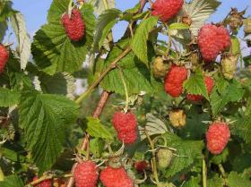 Эрика  малина (Erika  Raspberry)