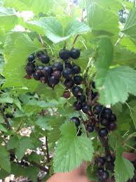 Титания смородина(Titania Blackcurrant)