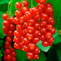 смородина Голландская красная