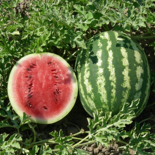 Арбуз КРИМСОН СВИТ, 50г семян