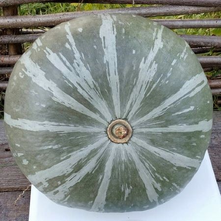 Тыква Лазурная, 50шт семян