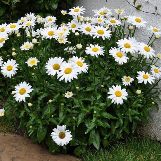 Хризантема крупная/Нивяник (Chrysanthemum maxima) Silver Princess, 1г семян