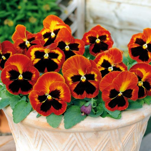 Виола виттрока (Viola wittrockiana) Matrix Solar Flare, 100 семян