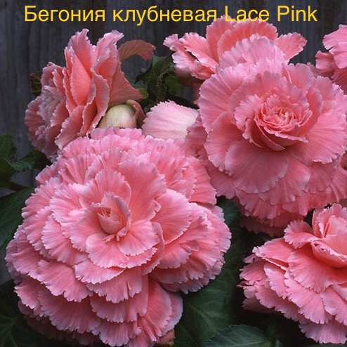 Бегония клубневая Lace Pink