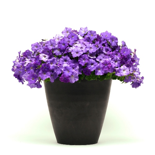 Петуния ампельная (Petunia trayling F1) Shock Wave Denim, 50 драже