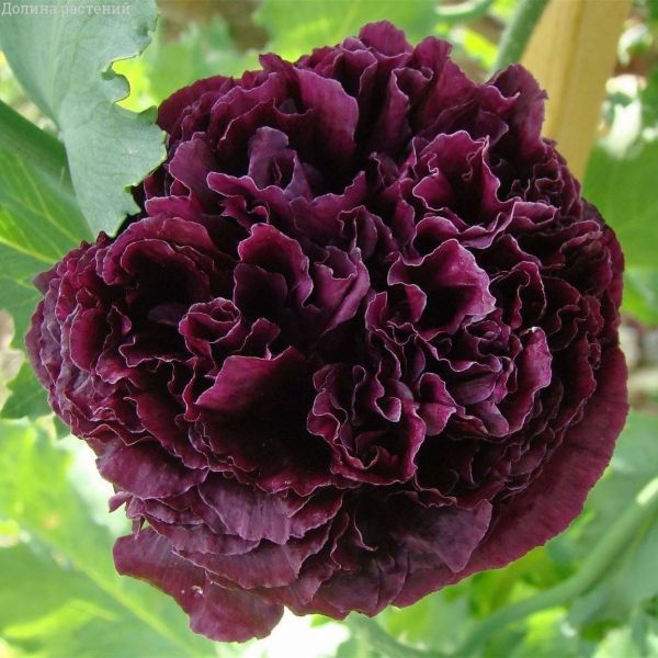 Мак пионовидный махровый черный