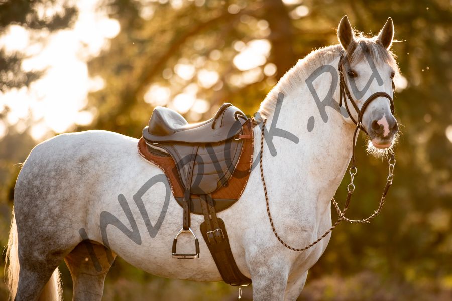 Безленчиковое седло Barefoot PRO Cheyenne