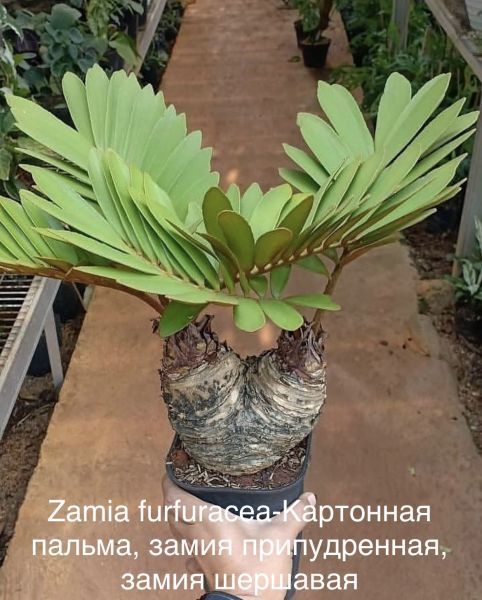 Zamia furfuracea - Картонная пальма, замия припудренная, замия шершавая