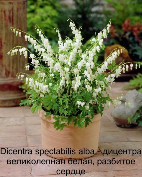 Dicentra spectabilis alba - дицентра великолепная белая, разбитое сердце