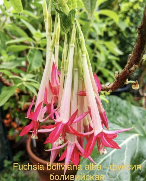 Fuchsia boliviana alba - фуксия боливийская