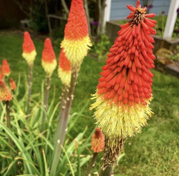 Kniphofia - Книфофия