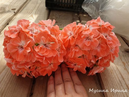 ЕлКа Татьянин День № 2212