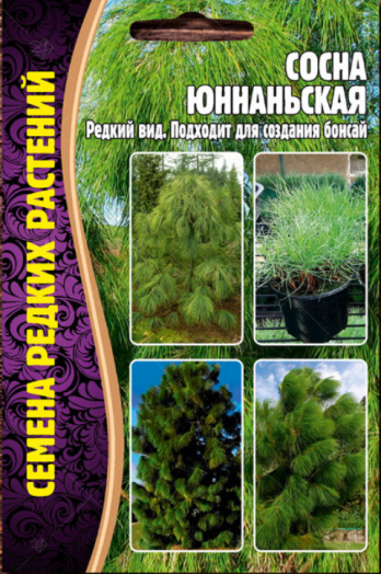 Сосна Юннаньская