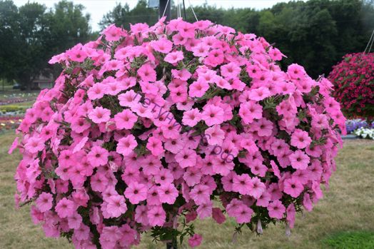 Петуния Vista Bubblegum