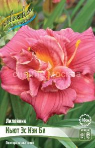 Лилейник КЬЮТ ЭС КЭН БИ CUTE AS CAN BE, 1 шт