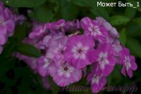 Флокс 'Может быть' / Phlox 'Mozhet byt'