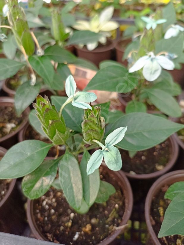 Кроссандра (Crossandra) голубая