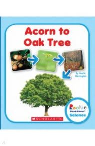 Acorn to Oak Tree / Herrington Lisa M.