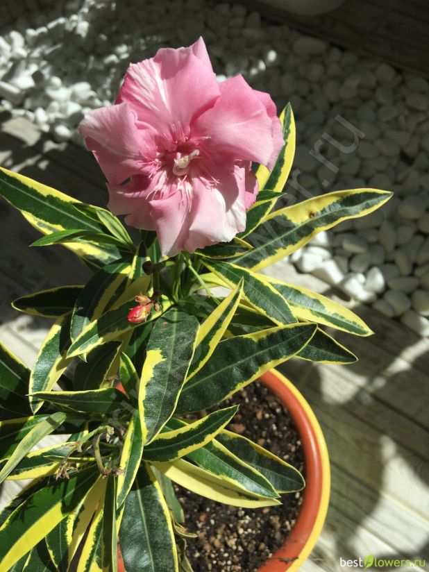 Олеандр Вариегатный (Розовый)