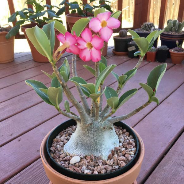 Адениум Арабикум