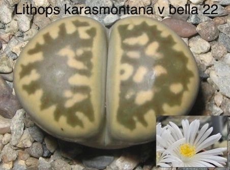 Lithops karasmontana v bella 22