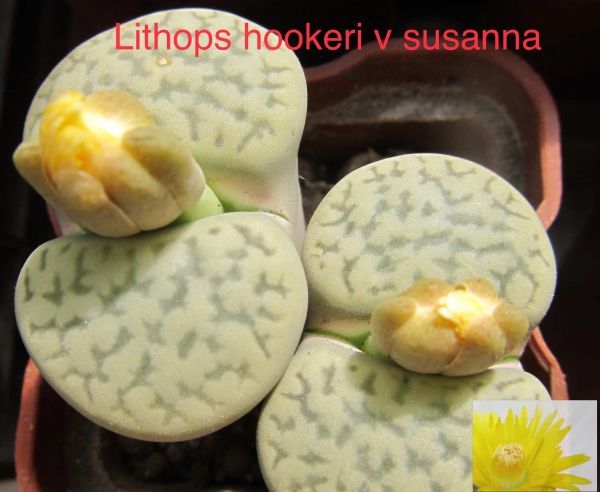 Lithops hookeri v susanna