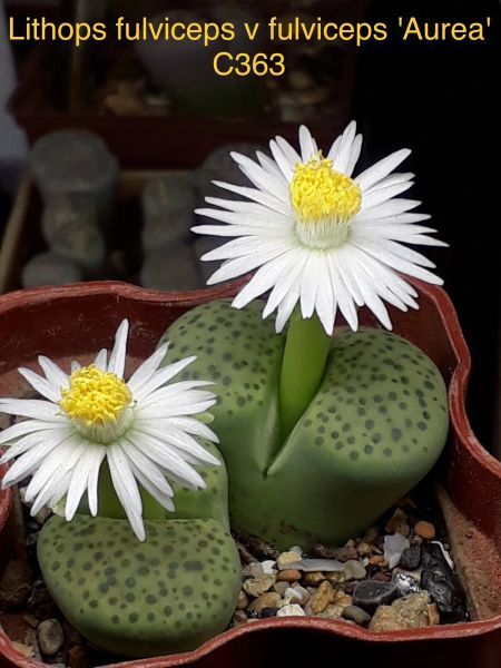 Lithops fulviceps v fulviceps 'Aurea' C363