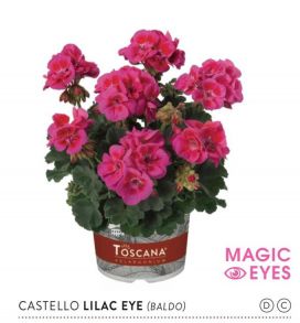 Пеларгония зональная Toscana Castello Baldo Lilak Eye