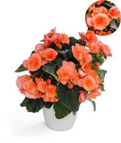 бегония элатиор Hailey Peach