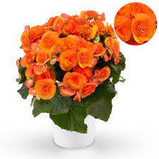 бегония элатиор  Reina Amber