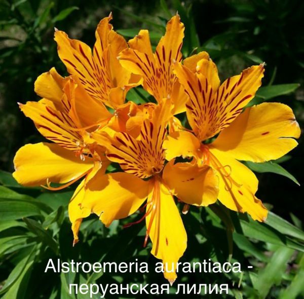 Alstroemeria aurantiaca - перуанская лилия