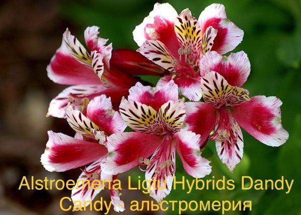 Alstroemeria Ligtu Hybrids Dandy Candy - альстромерия