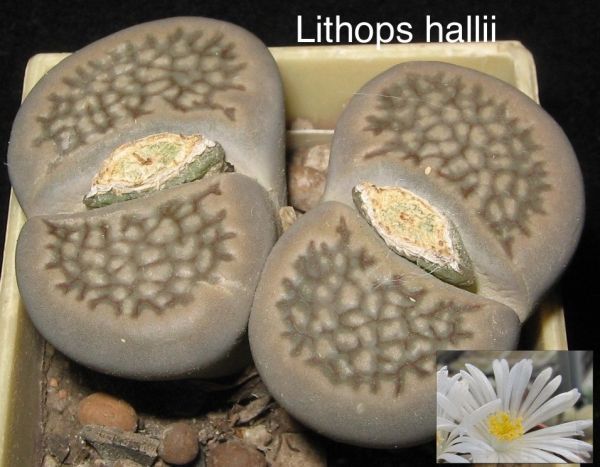 Lithops hallii