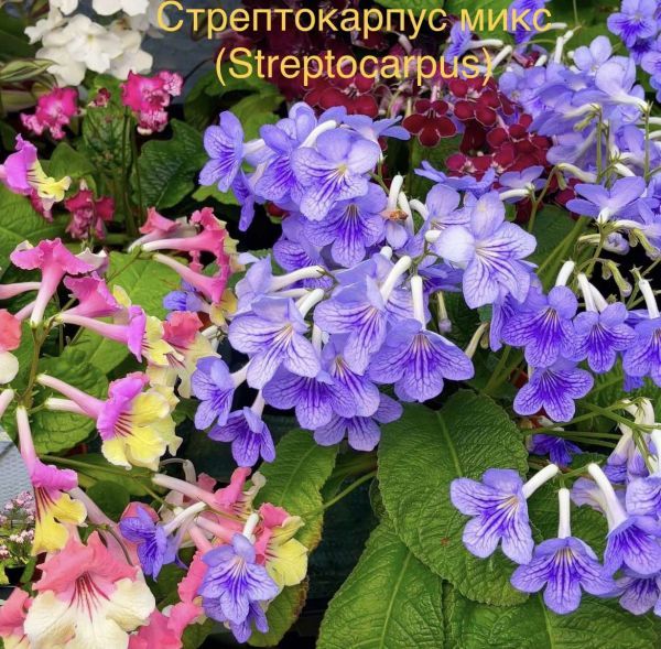 Стрептокарпус микс (Streptocarpus)