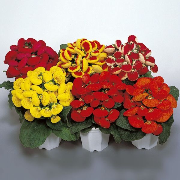 Кальцеолярия микс (Calceolaria)
