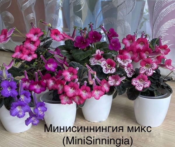 Минисиннингия микс (MiniSinningia)