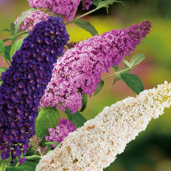 Буддлея микс