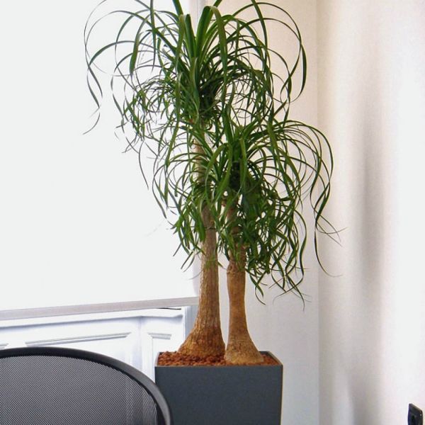 Нолина Бутылочное дерево