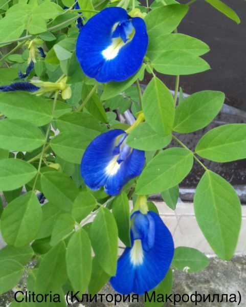 Clitoria (Клитория Макрофилла)