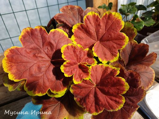 ЛиЛи-Сарасвати № 0829