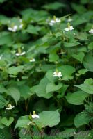 Хауттюйния сердцевидная / Houttuynia cordata