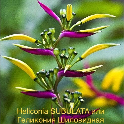 Heliconia SUBULATA или Геликония Шиловидная