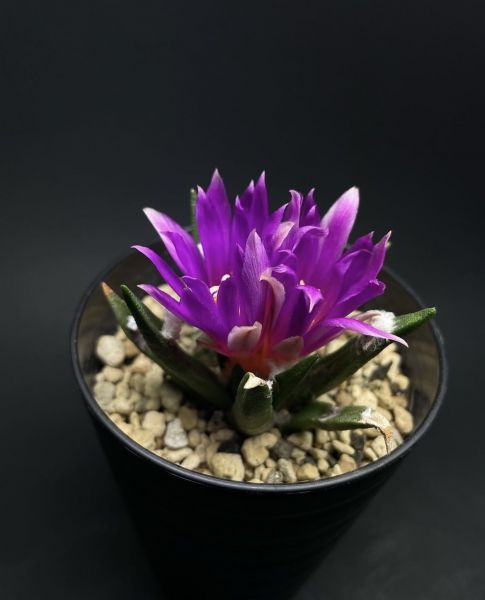 Ariocarpus agavoides (Ариокарпус агавовидный)