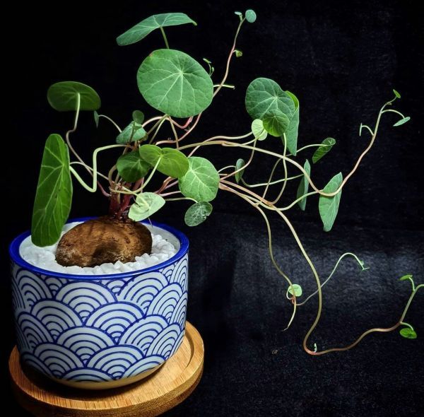 Stephania tetrandra (Стефания четырёхтычинковая)