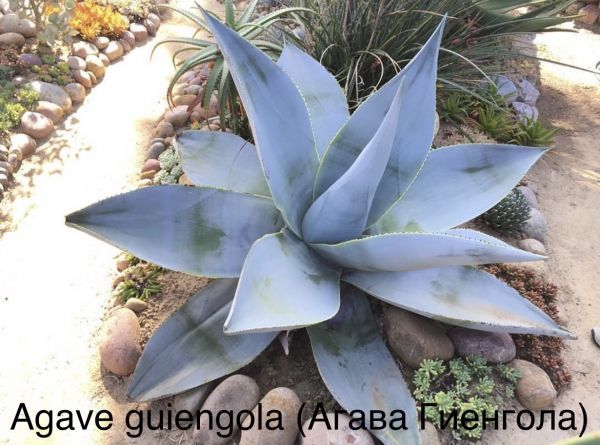 Agave guiengola (Агава Гиенгола)