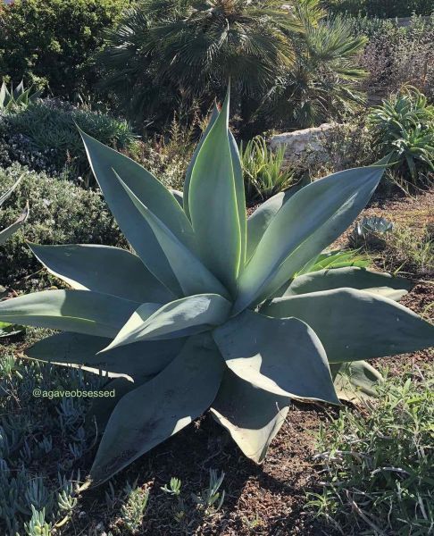 Agave guiengola (Агава Гиенгола)