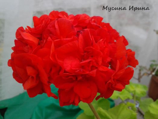 South African Sun № 0822