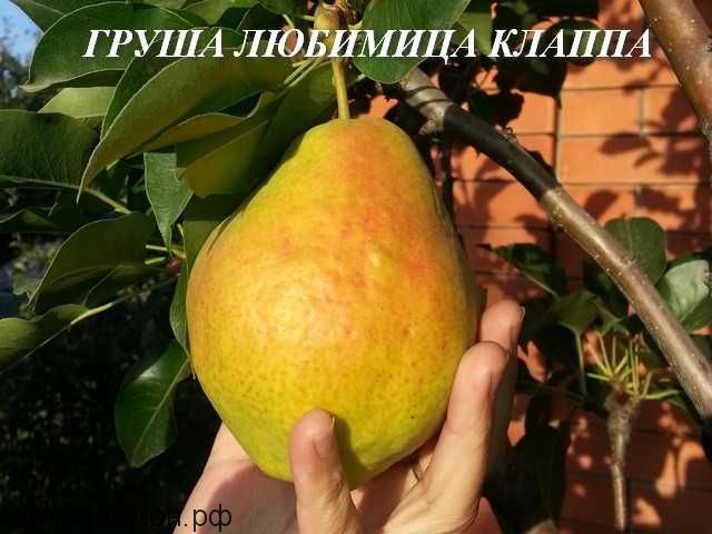 Груша "Любимица Клаппа" (Летнего срока созревания)