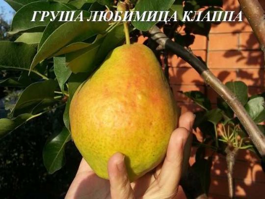 Груша "Любимица Клаппа" (Летнего срока созревания)