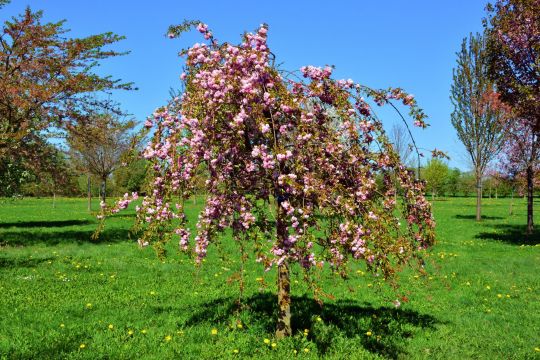 Яблоня "Райка" плакучая на штамбе